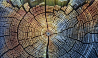 Catastrophic solar storms may not explain shadows of radiation in trees