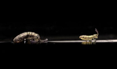 Video reveals that springtails are tiny acrobats