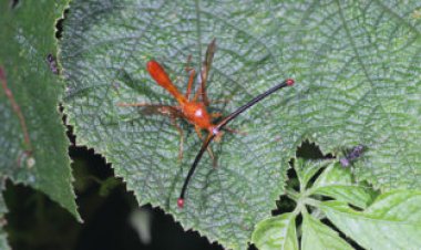 Certain young fruit flies’ eyes literally pop out of their head