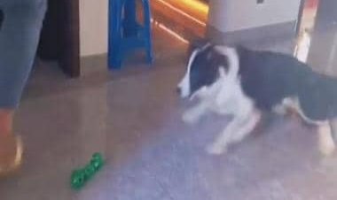 Viral: Dog shows excellent 'goalkeeping' skills during playtime; leaves internet impressed