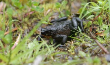 Some harlequin frogs — presumed extinct — have been rediscovered