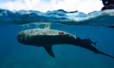 Tiger sharks helped discover the world’s largest seagrass prairie