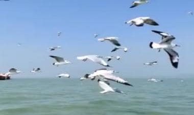 Watch: IFS officer drops mesmerizing video of migratory birds flying over Chilika lagoon in Odisha