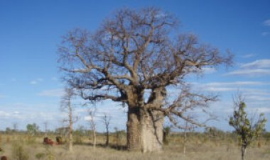 Carvings on Australia’s boab trees reveal a generation’s lost history