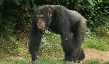 Viral video: Mother chimpanzee's reunion with her newborn will leave you emotional