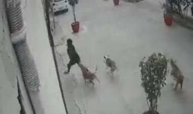 Watch: 11-year-old girl's narrow escape after stray dogs chased her