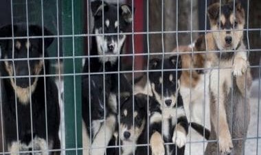 Stray dogs in China being poisoned by TB medicine