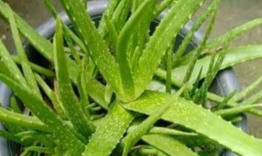 From Aloe Vera to English Ivy: 5 plants that can help fight indoor pollution