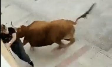 Viral video: Man narrowly escapes fatal attacks during terrifying bull race; internet stunned