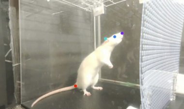 Rats can bop their heads to the beat