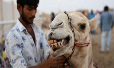 What is camel flu, a virus deadlier than COVID, that could strike Qatar amid FIFA World Cup 2022?
