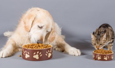Dry pet food may be more environmentally friendly than wet food
