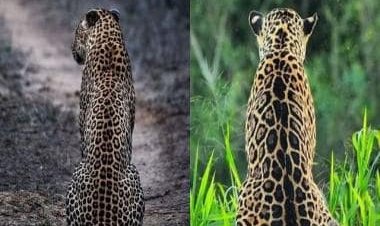 Can you differentiate between jaguars and leopards? IFS officer shares quiz on Twitter