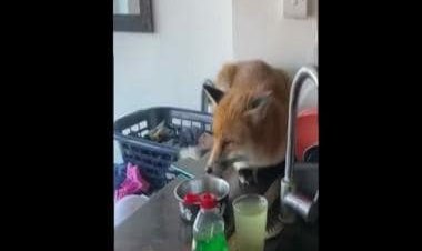 Viral Video: UK family left in shock after fox breaks into their home
