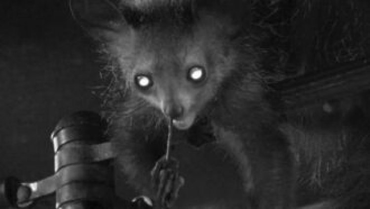 Bizarre aye-aye primates take nose picking to the extreme