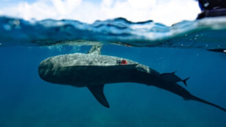 Tiger sharks helped discover the world’s largest seagrass prairie