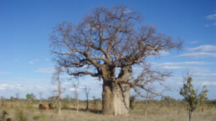Carvings on Australia’s boab trees reveal a generation’s lost history