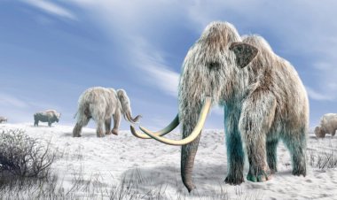 Mammoths may have gone extinct much earlier than DNA suggests