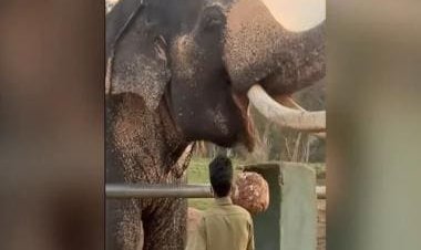 IAS officer shares video of how breakfast is prepared for elephants at Tamil Nadu reserve