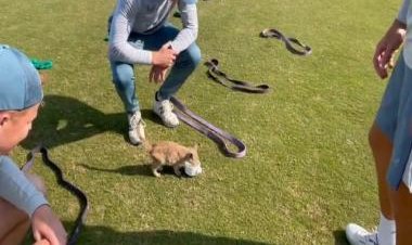 Watch: England’s Joe Root feeds kitten at Pindi Cricket Stadium ahead of first Test