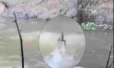 Watch video: 'Jesus lizard' walking on water stuns the bejesus out of users