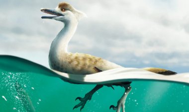 This dinosaur may have had a body like a duck’s
