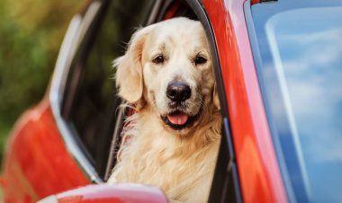 Used Auto Loan Payments Have Topped a Key Level