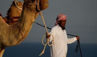 Camel Couture: Inside Qatar’s beauty pageant held for the long-legged animals