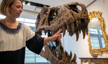 Why the sale of a T. rex fossil could be a big loss for science