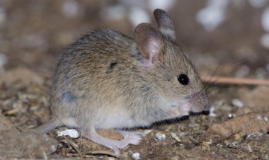 A natural gene drive could steer invasive rodents on islands to extinction