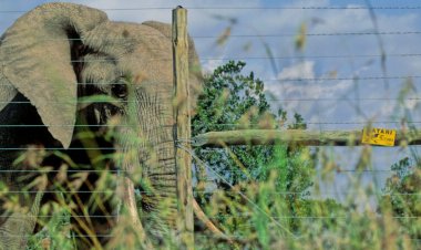 A new book asks: What makes humans call some animals pests?