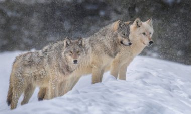 A parasite makes wolves more likely to become pack leaders