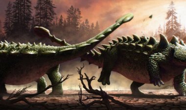 Armored dinos may have used their tail clubs to bludgeon each other
