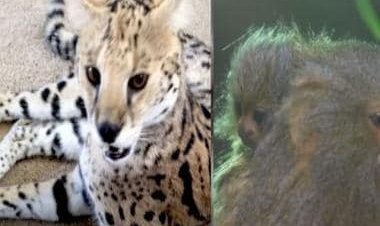France: Four arrested for smuggling endangered animals; Servals, parrots, marmosets rescued
