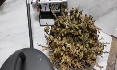 Watch: Anand Mahindra refers to resurrection plant, motivates businesses to survive economic drought