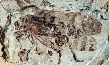 Katydids had the earliest known insect ears 160 million years ago