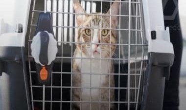 England take World Cup mascot Dave home, cat welcomed by No. 10's chief mouser Larry