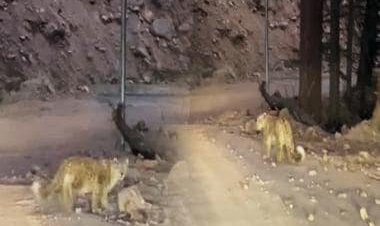 Spot Light: Coming face-to-face with a snow leopard in Uttarakhand's Niti Valley