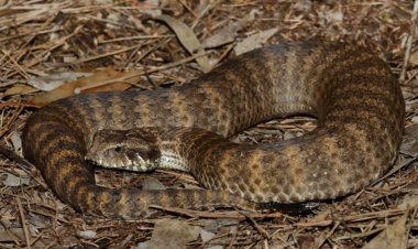 Scientists thought snakes didn’t have clitorises. They were wrong