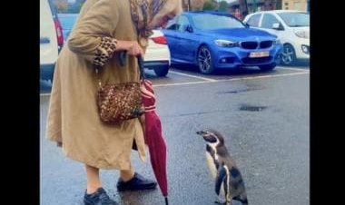 'Exchange of views' between old lady and little penguin in parking space wins over internet, watch