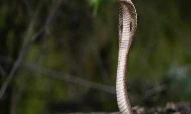 Viral video: Large snake creeps in as unaware mother, child take rest in hammock