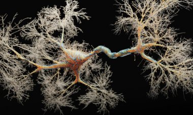 Adult mouse brains are teeming with ‘silent synapses’