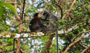 These science discoveries from 2022 could be game changers