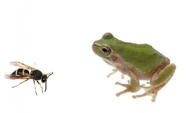 Long genital spines on male wasps can save their lives