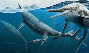 Mysterious ichthyosaur graveyard may have been a breeding ground