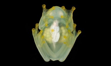 Sleeping glass frogs hide by storing most of their blood in their liver