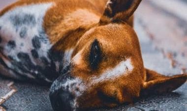 UK: Animal shelters 'overwhelmed' as people abandoning pets amid living crisis