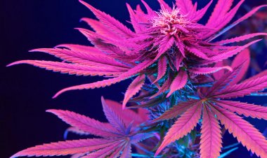 Google Opens Door for CBD, Hemp Product Ads in Big Reversal