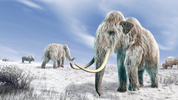 Mammoths may have gone extinct much earlier than DNA suggests