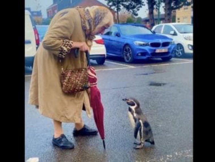 'Exchange of views' between old lady and little penguin in parking space wins over internet, watch
